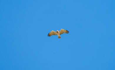 Short-toed eagle (Circaetus gallicus) photographed in Spain