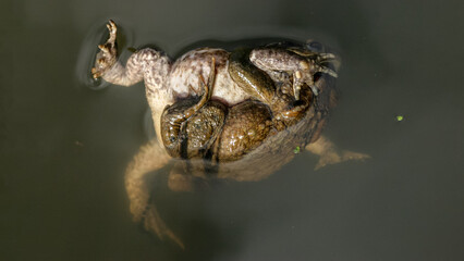 Common toads mating in a pond during the breeding season in spring. Bufo bufo, Touraine, Indre et Loire 37, région Centre Val de Loire, France, European Union, Europe