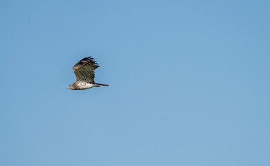 Short-toed eagle (Circaetus gallicus) photographed in Spain