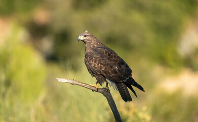 Common buzzard (Buteo buteo) photographed in Spain