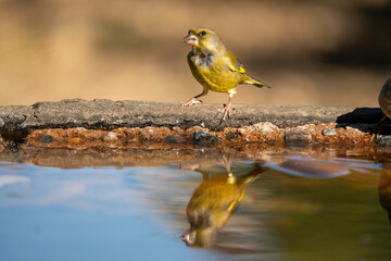 Common Greenfinch (Chloris chloris) photographed in Spain