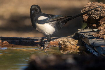 Common Magpie (Pica pica) photographed in Spain