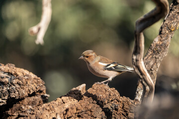 Chaffinch (Fringilla coelebs) photographed in Spain
