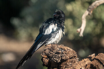 Common Magpie (Pica pica) photographed in Spain