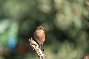 Chaffinch (Fringilla coelebs) photographed in Spain