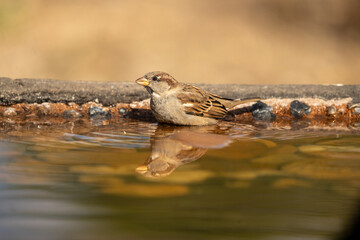 House Sparrow (Passer domesticus) photographed in Spain