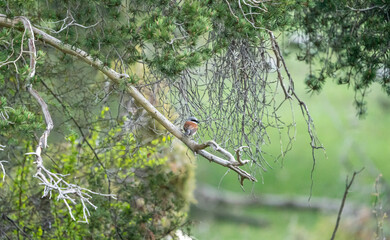 Red-backed shrike (Lanius collurio) photographed in Spain