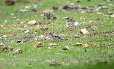 Eurasian Jay (Garrulus glandarius) photographed in Spain