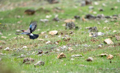 Eurasian Jay (Garrulus glandarius) photographed in Spain
