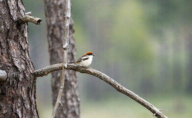 Woodchat shrike (Lanius senator) photographed in Spain
