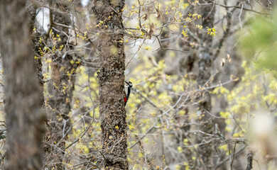 Great spotted woodpecker (Dendrocopos major) photographed in Spain
