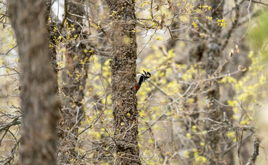 Great spotted woodpecker (Dendrocopos major) photographed in Spain