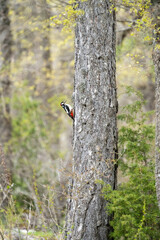 Great spotted woodpecker (Dendrocopos major) photographed in Spain