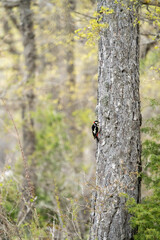 Great spotted woodpecker (Dendrocopos major) photographed in Spain