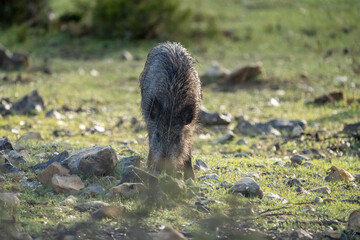 Common wild boar (Sus scrofa) photographed in Spain