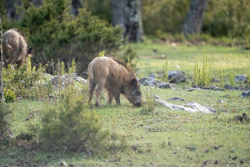 Common wild boar (Sus scrofa) photographed in Spain