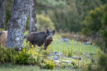 Common wild boar (Sus scrofa) photographed in Spain