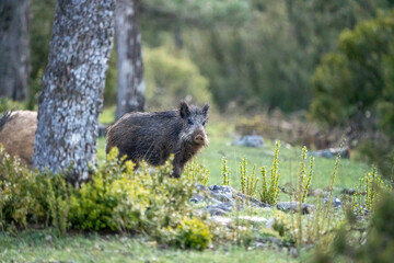 Common wild boar (Sus scrofa) photographed in Spain