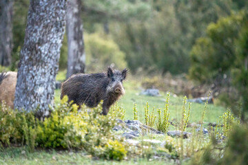 Common wild boar (Sus scrofa) photographed in Spain