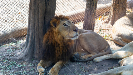 Male lion resting in a zoo enclosure with natural surroundings