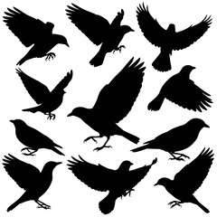 Obraz premium Collection of Flying Crow Silhouettes