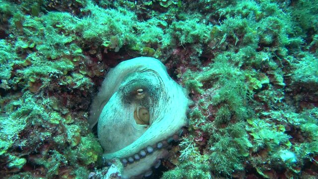 Pulpo tranquilo