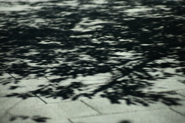 Obraz premium tree shadow, pavement texture, natural light play, leafy silhouette, tranquil moment, urban nature, minimal background, eco harmony, health walk, summer sunlight, peaceful street, wellness retreat