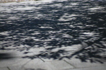 tree shadow, pavement texture, natural light play, leafy silhouette, tranquil moment, urban nature, minimal background, eco harmony, health walk, summer sunlight, peaceful street, wellness retreat