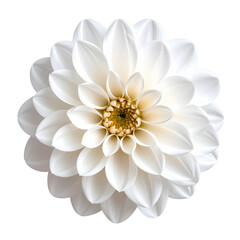 Plush Flower isolated on white background. 3d design element.