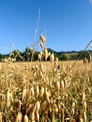 Golden oat field under a clear blue sky on a sunny summer day. Close-up of ripe oat grains ready...