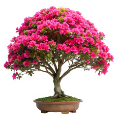 Vibrant Pink Azalea Bonsai Tree in Brown Pot