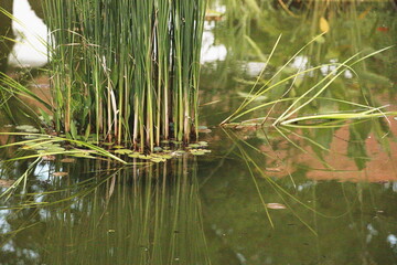 pond plants, wetland vegetation, aquatic grasses, nature reflection, water surface, green reeds, calm pond, lily pads, botanical wetland, natural habitat, aquatic ecosystem, serene landscape