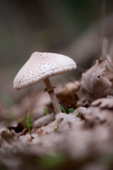 Drumstick, Macrolepiota procera, large edible mushroom. Alghero, Sardinia, Italy 