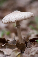 Drumstick, Macrolepiota procera, large edible mushroom. Alghero, Sardinia, Italy 
