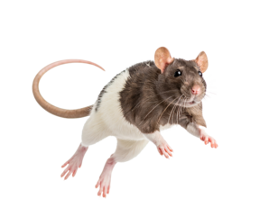 Jumping rat isolated on a transparent background.