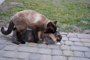 mating cats, male cat on top of female cat mating in the yard, cat mating season