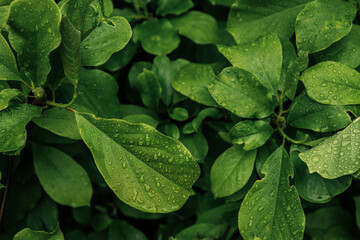 Fresh green leaves covered with raindrops after summer rain. Natural background of foliage with...
