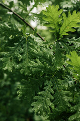 Close-up of oak tree leaves covered in water droplets after rain. Rich green foliage with detailed...
