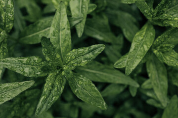 Top view of green narrow leaves covered in water droplets after rain. Close-up macro image showing...