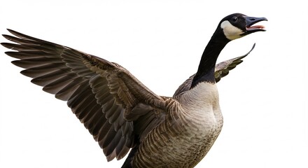 Obraz premium 力強く羽ばたくカナダガン 白背景 鮮明な写真. AI Generated