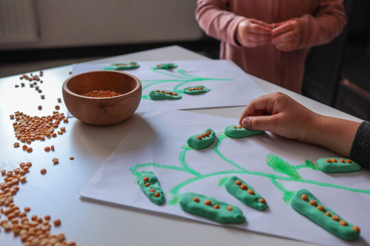 Creative kids’ activity using clay and lentils to form pea pods on a hand-drawn plant. Child’s hands working with craft materials on a white table, scattered lentils visible - Powered by Adobe