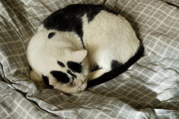 Black and white cat sleeping peacefully, curled up on a bed covered with checkered bed linen. Rest and relaxation of pets, recreation area in the house. Cute funny photo