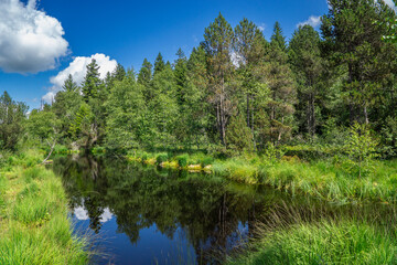 blue lake between birch trees, Pond in a raised bog on the border between Austria and Germany, wet meadow with biodiversity, forest clearing with a small lake and isolated trees, sunny day, blue sky