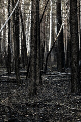 Dark, burned forest with charred tree trunks and scorched ground. A post-wildfire woodland scene showing signs of destruction and recovery in a natural environment.