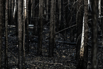 Dark forest after wildfire, with scorched trees and burned ground. A haunting natural landscape showing the aftermath of a forest fire.