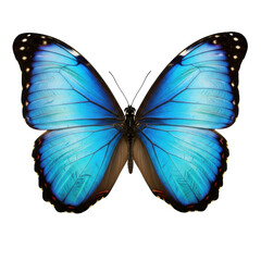 A magnificent blue morpho butterfly with iridescent electric blue wings and black borders, slender body, and antennae, captured with razor-sharp focus against a seamless transparent studio background