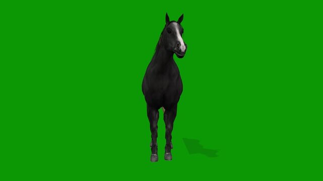 3D Black Horse idle Scene Front Side on Green Screen-Realistic Animation
