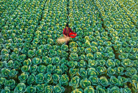 Bogura, Bangladesh - 14 November 2021: Aerial view of a farmer amidst a verdant sea of cabbages, tending to her crops with a vibrant red bucket in hand.
