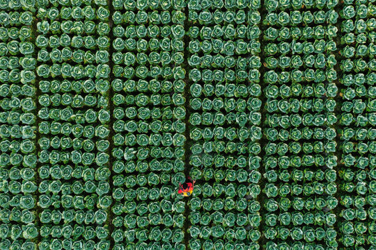 Bogura, Bangladesh - 14 November 2021: Aerial view of a verdant cabbage field, a solitary figure in a vibrant red jacket standing amidst the repetitive green rows, creating a striking contrast.
