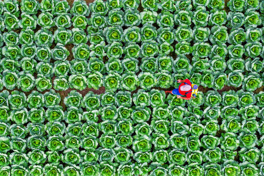Bogura, Bangladesh - 14 November 2021: Aerial view of a vibrant green field of cabbages, punctuated by a small, red and blue tractor as it navigates the rows..